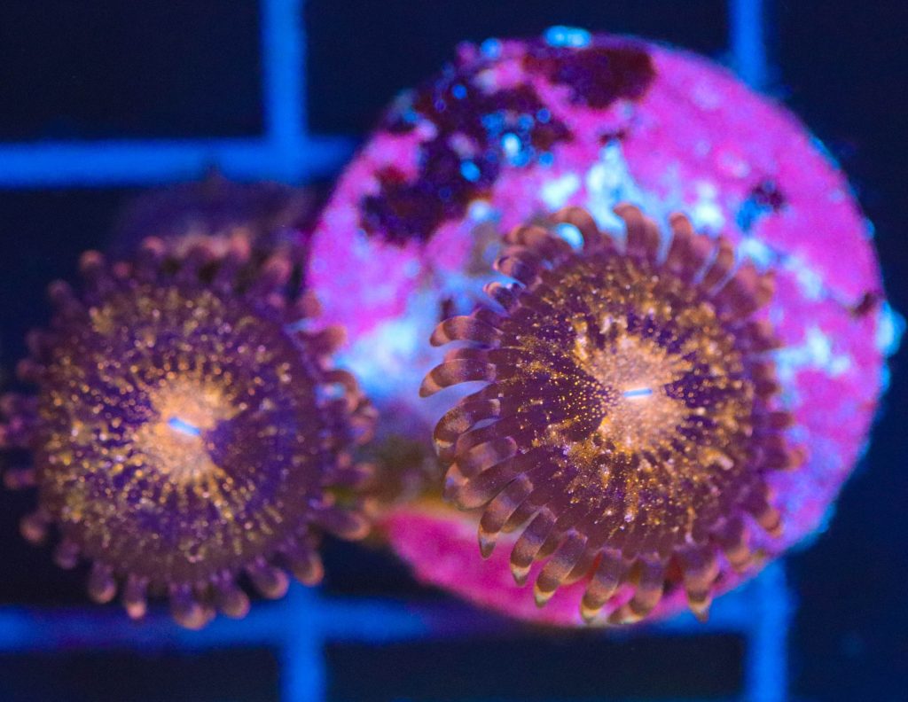 Frag Box Corals