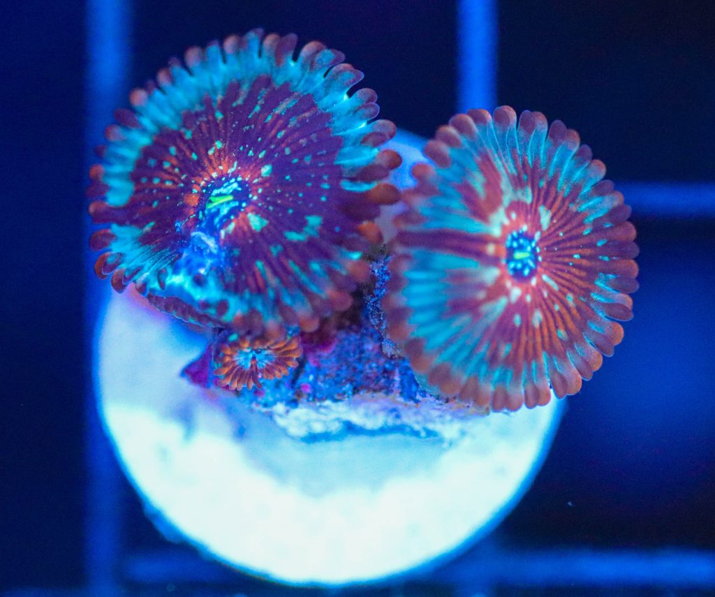 Frag Box Corals