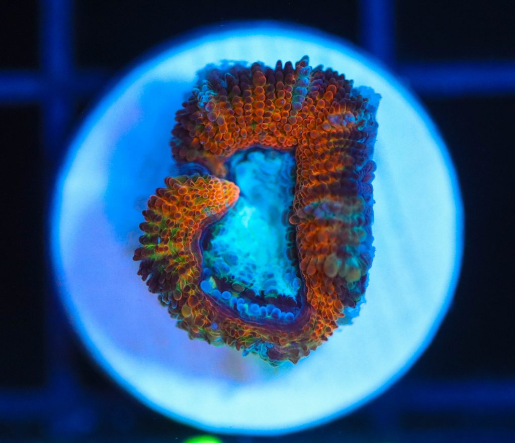 Frag Box Corals
