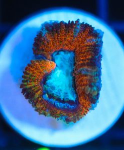 Wysiwyg Tiny Acan Frag [F117]