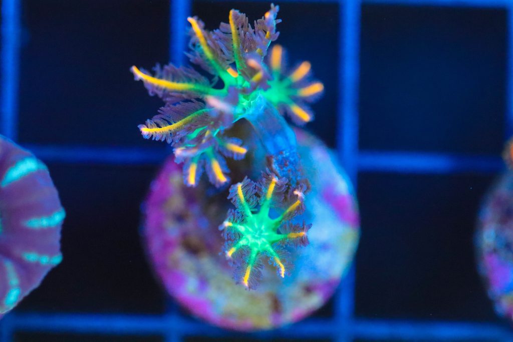 Frag Box Corals