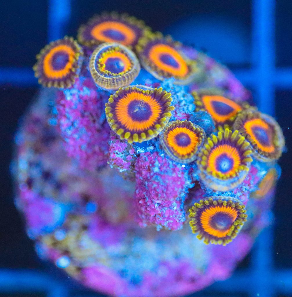 Frag Box Corals