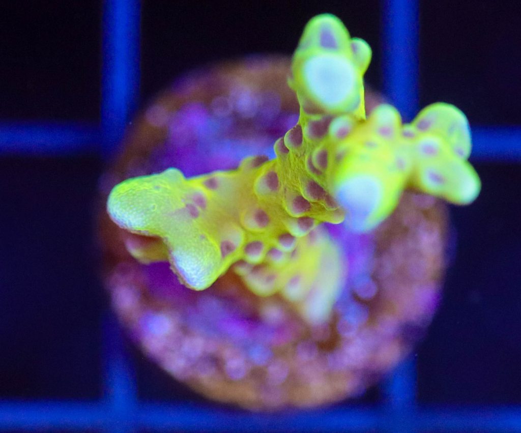 Frag Box Corals