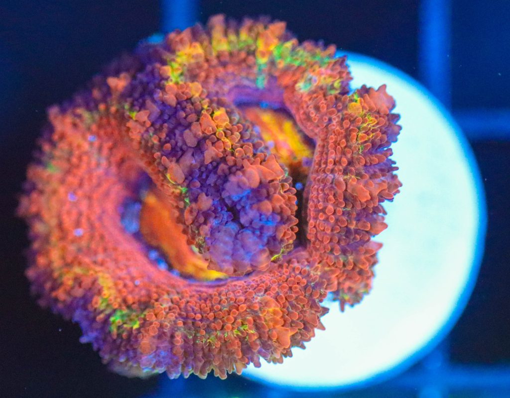 Frag Box Corals