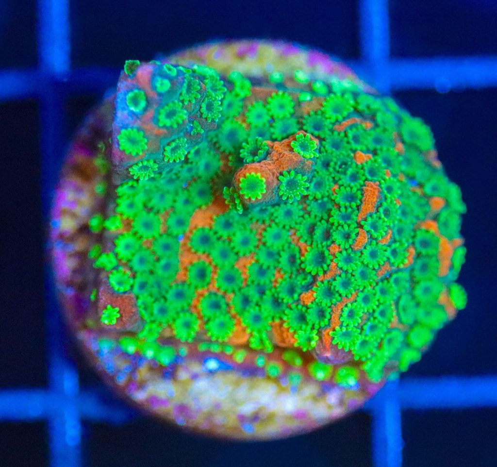Frag Box Corals