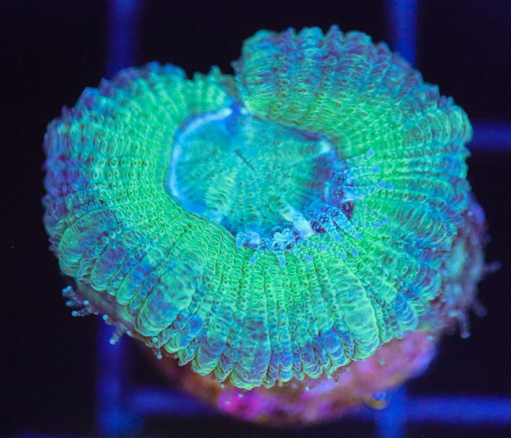Frag Box Corals