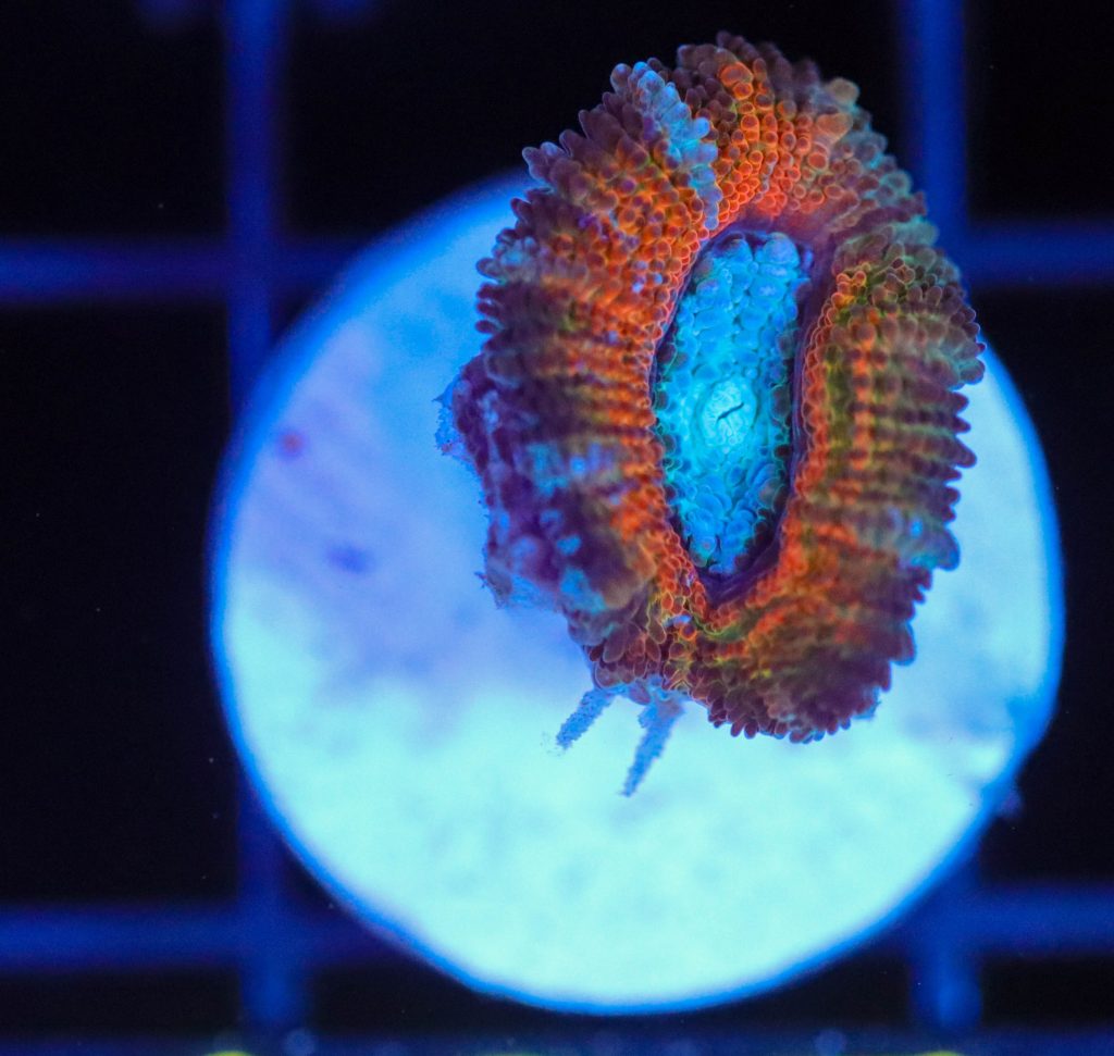 Frag Box Corals
