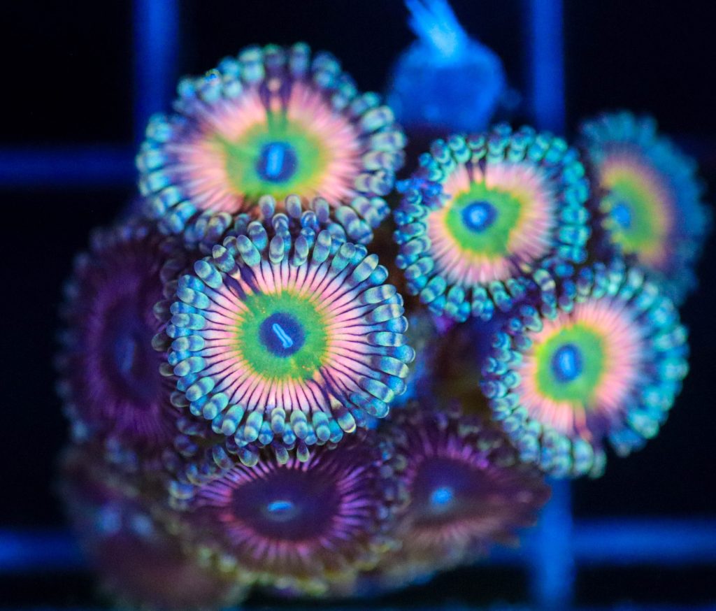 Frag Box Corals