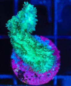Wysiwyg Small Hydnophora Frag  [F139]