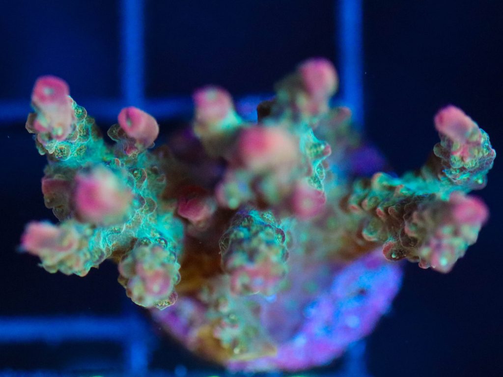 Frag Box Corals