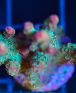 Wysiwyg Acropora Frag [F140]
