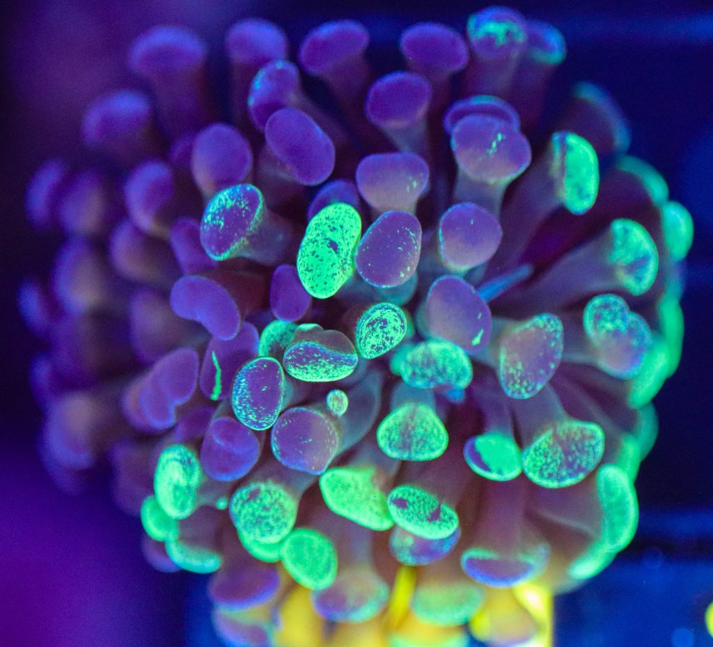 Frag Box Corals