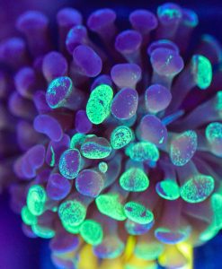 Wysiwyg Hammer Coral Frag [F141]