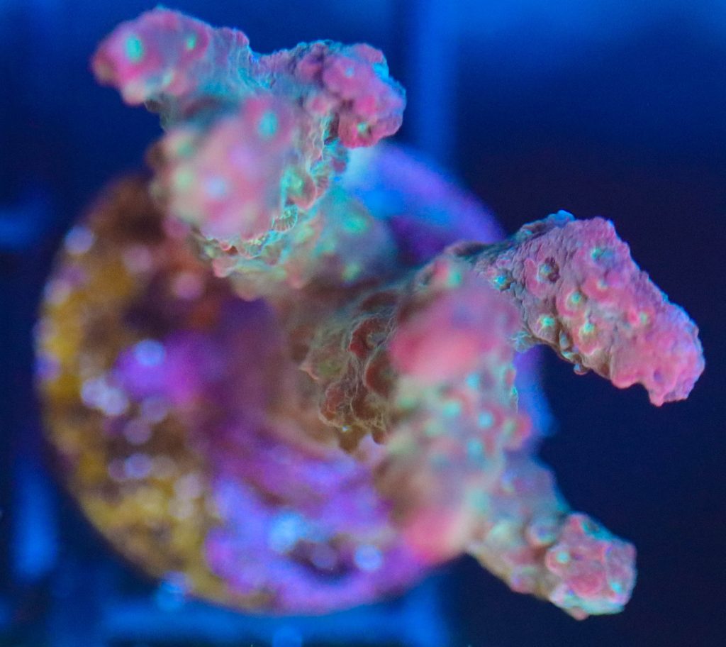 Frag Box Corals