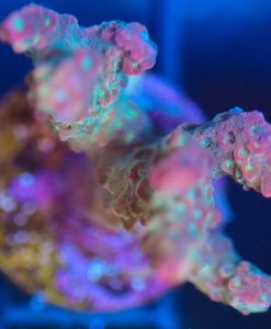 Wysiwyg Acropora Frag [F147]