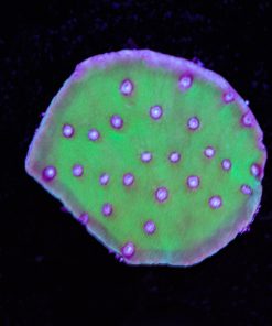 Pagoda Cup Coral Frag (Row #26)