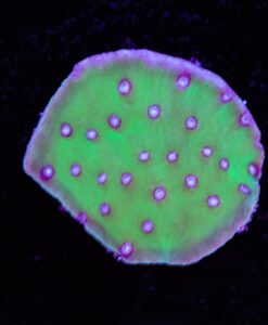 Pagoda Cup Coral Frag (Row #26)