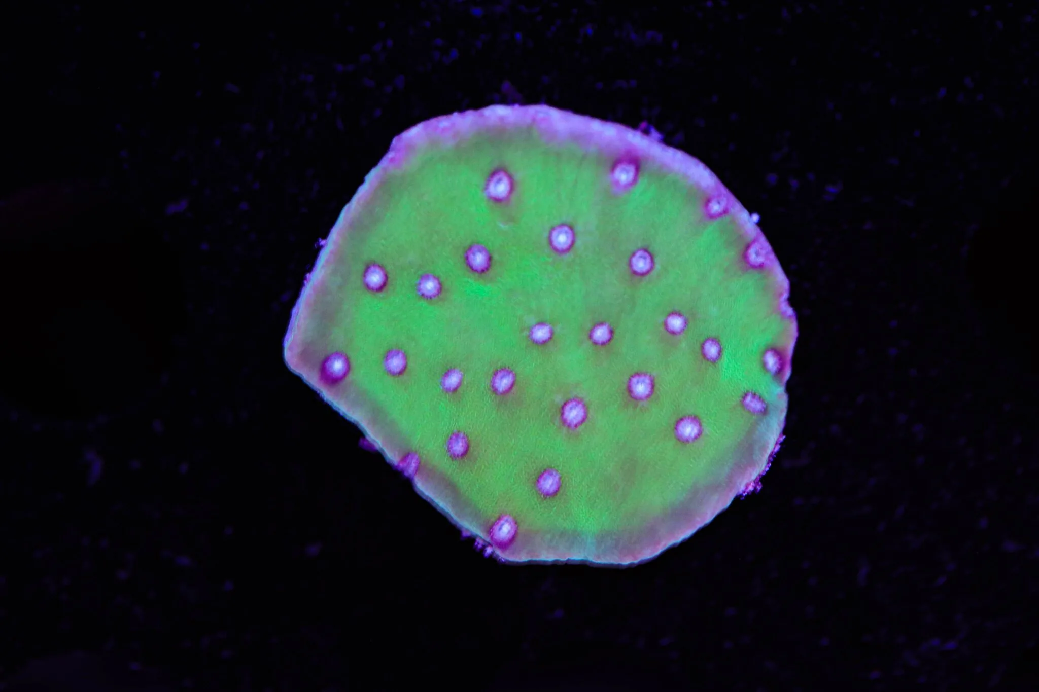 Frag Box Corals