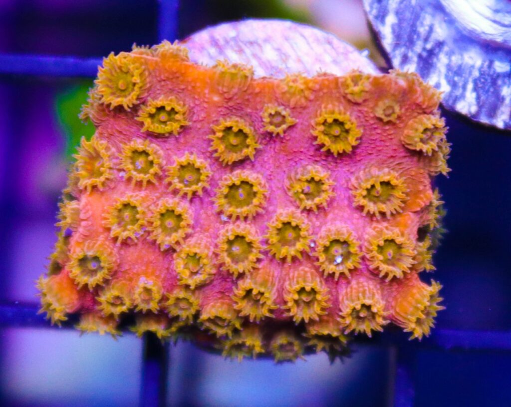 Frag Box Corals