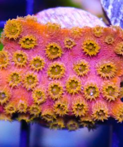 Small Spellbound Orange Cyphastrea Frag