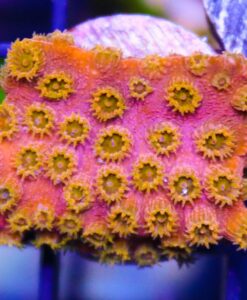Small Spellbound Orange Cyphastrea Frag