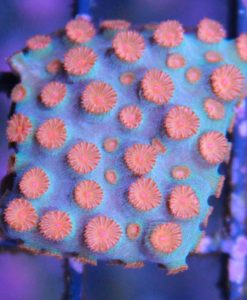 Meteor Shower Cyphastrea Small Frag