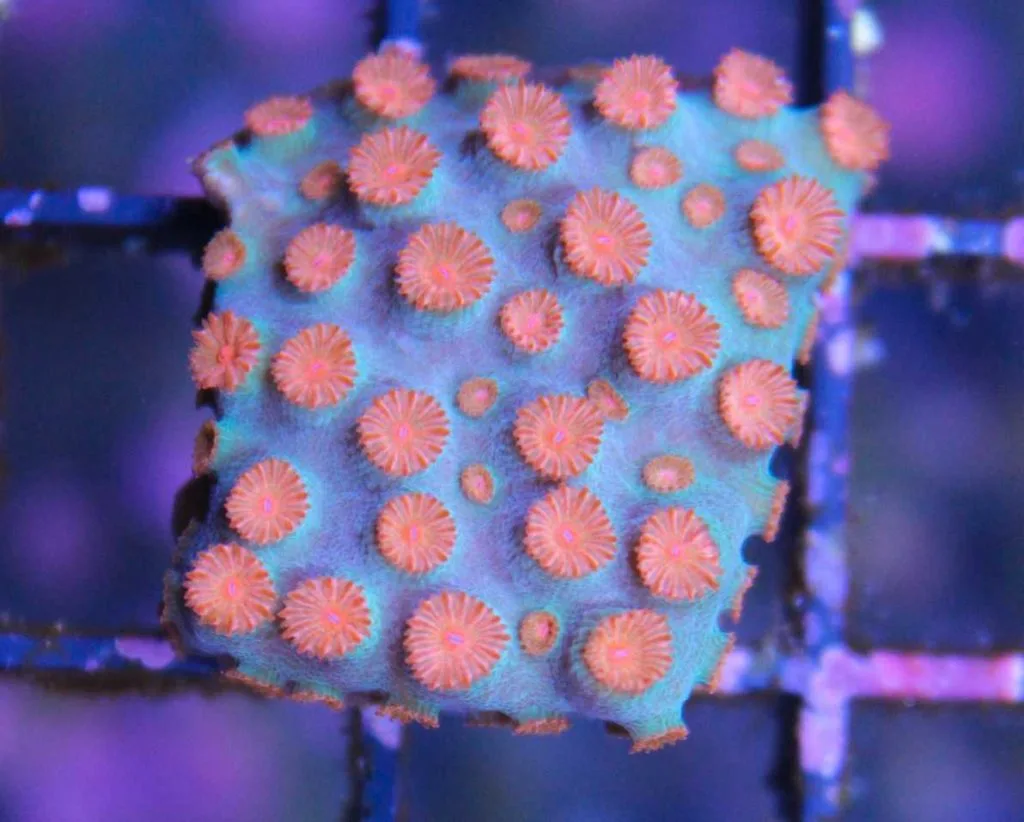 Frag Box Corals