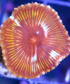 Palythoa Grandis Frag