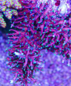 X Large Purple Dragon Acropora Frag (A15)
