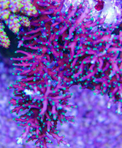 X Large Purple Dragon Acropora Frag (A15)