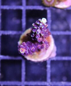 Reef Raft Pink Cadillac Acropora Frag (A15:B)