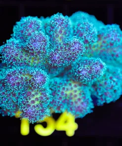 Cultured Jelly Belly Pocillipora Frag (A1:B)