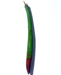 Red Mangrove Pods (No Roots/ Leaves Yet)
