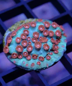 Meteor Shower Cyphastrea Frag (Z16)