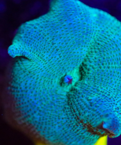 Teal Discosoma Mushroom (Fragoon)