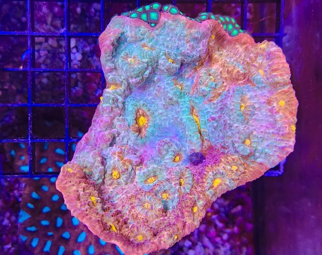 Frag Box Corals