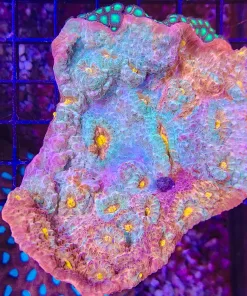 Wysiwyg Large Marbled Chalice Coral Colony (fragoon)