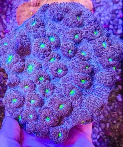 Wysiwyg Blue Purple Chalice Coral Colony (fragoon)
