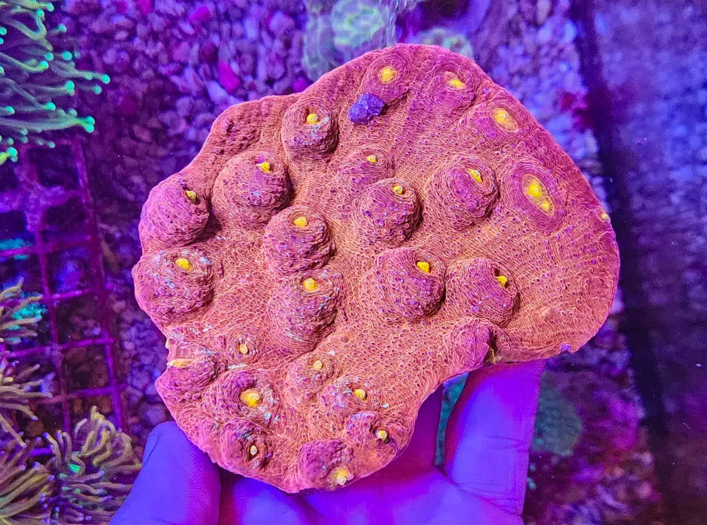 Frag Box Corals