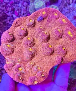 Wysiwyg Large Chalice Coral Colony (fragoon)