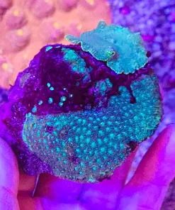 Wysiwyg Mystery Coral Rock With Mushroom Growing on the side (fragoon)