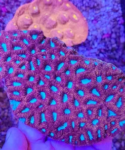 Wysiwyg Large Favia Coral Colony (fragoon)