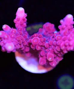 Red Strawberry Staghorn (A8:B)