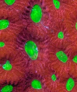 Candy Apple Favia Frag (Z10)