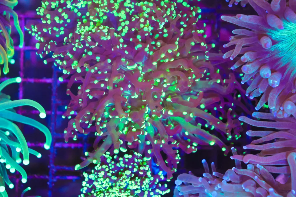Frag Box Corals