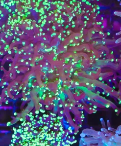 Large Neon Lights Octospawn (L6)