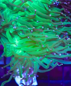 Pink Tip Torch Coral (L7)
