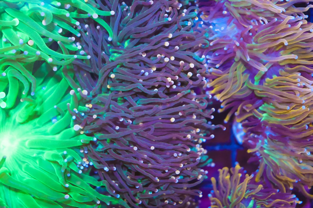 Frag Box Corals