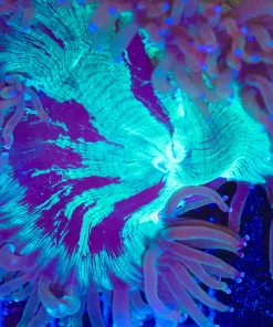 Elegance Coral (Small - Medium)