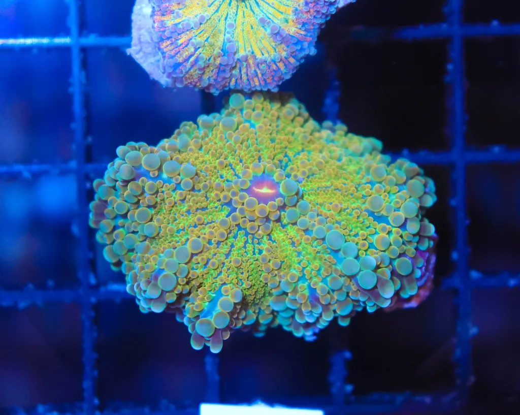 Frag Box Corals